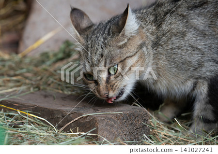 Tabby cat eating a piece of meat outdoors Tabby cat eating a piece of meat outdoors 141027241