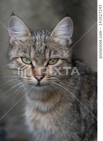 Portrait of a tabby cat with green eyes and long whiskers Portrait of a tabby cat with green eyes and long whiskers 141027243