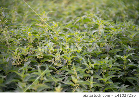beautiful green nettle plant in sunlight outdoors beautiful green nettle plant in sunlight outdoors 141027250