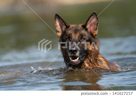 German Shepherd dog swimming in a river German Shepherd dog swimming in a river 141027257
