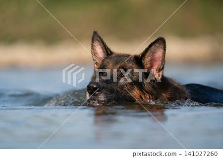 German Shepherd dog swimming in a river German Shepherd dog swimming in a river 141027260