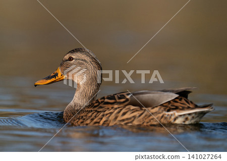 Female mallard duck swimming on calm water with reflection Female mallard duck swimming on calm water with reflection 141027264