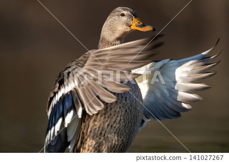 Female mallard duck (Anas platyrhynchos) flapping wings on water Female mallard duck (Anas platyrhynchos) flapping wings on water 141027267
