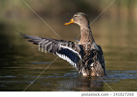 Female mallard duck (Anas platyrhynchos) flapping wings on water Female mallard duck (Anas platyrhynchos) flapping wings on water 141027268