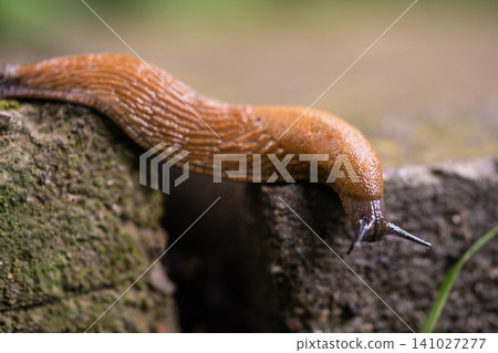 close-up of a Spanish snail (Arion vulgaris) outdoors 141027277