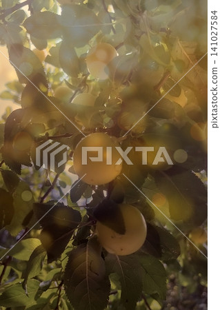 Ripe Yellow Plums with Bokeh Effect. Close-up of ripe yellow plums on a tree branch with green leaves and sunlight bokeh, Ripe Yellow Plums with Bokeh Effect. Close-up of ripe yellow plums on a tree branch with green leaves and sunlight bokeh, 141027584