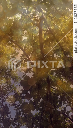 Ripe Yellow Plums with Bokeh Effect. Close-up of ripe yellow plums on a tree branch with green leaves and sunlight bokeh, Ripe Yellow Plums with Bokeh Effect. Close-up of ripe yellow plums on a tree branch with green leaves and sunlight bokeh, 141027585