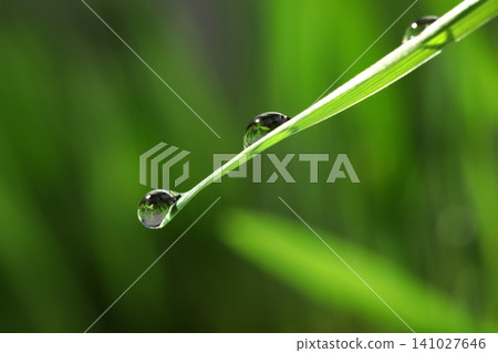 Water drops on grass blade against blurred background, closeup Water drops on grass blade against blurred background, closeup 141027646