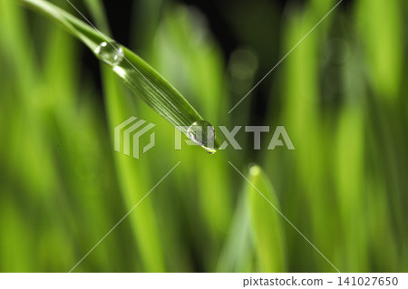 Water drops on grass blade against blurred background, closeup Water drops on grass blade against blurred background, closeup 141027650