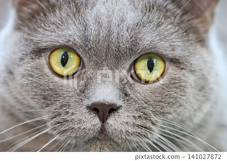 British shorthair cat staring with captivating yellow eyes British shorthair cat staring with captivating yellow eyes 141027872