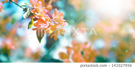 Beautiful blossoming spring tree with tender flowers. Banner design Beautiful blossoming spring tree with tender flowers. Banner design 141027956