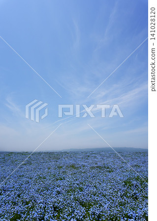 舞島花粉蝶 舞島花粉蝶 141028120