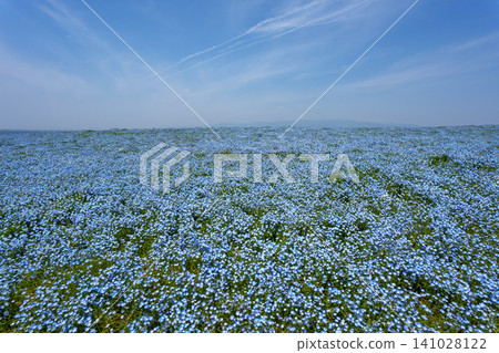 舞島花粉蝶 舞島花粉蝶 141028122