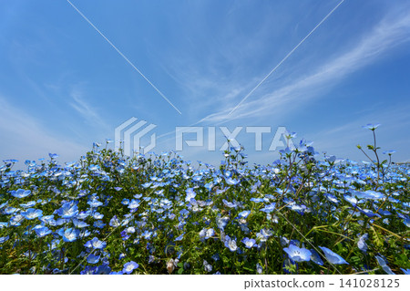 舞島花粉蝶 舞島花粉蝶 141028125