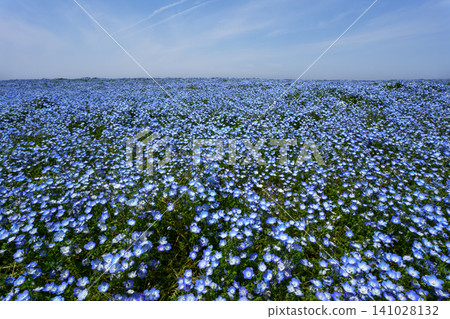 舞島花粉蝶 舞島花粉蝶 141028132
