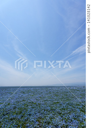 舞島花粉蝶 141028142