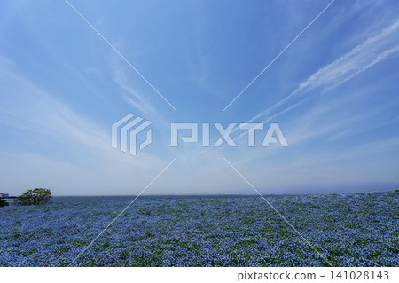 舞島花粉蝶 舞島花粉蝶 141028143