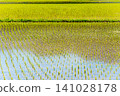 A large area of rice seedlings growing in the fields of Korea. 141028178