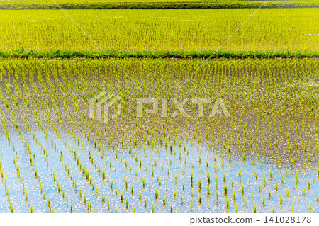 A large area of rice seedlings growing in the fields of Korea. A large area of rice seedlings growing in the fields of Korea. 141028178