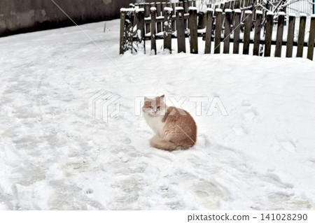 A ginger cat is sitting on the snow. 141028290