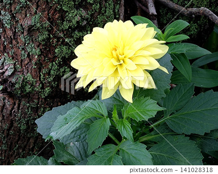 Pale yellow dahlias blooming against a backdrop of trees Pale yellow dahlias blooming against a backdrop of trees 141028318