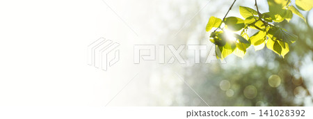 Tree branch with green leaves on sunny day. Springtime 141028392