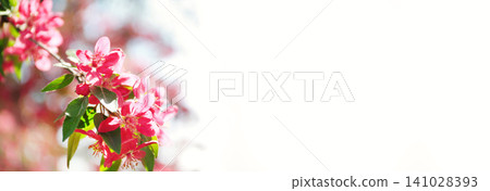 Blossoming spring tree on sunny day. Space for text Blossoming spring tree on sunny day. Space for text 141028393