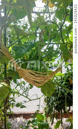家庭園藝小撇步:利用稻草吊床在空中種植西瓜。 家庭園藝小撇步:利用稻草吊床在空中種植西瓜。 141028421