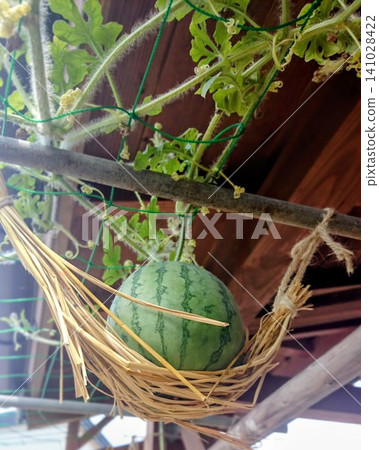 Home gardening tips: Watermelons grown in the air using a straw hammock. Home gardening tips: Watermelons grown in the air using a straw hammock. 141028422