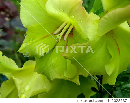Lime green gladiolus covered in raindrops Lime green gladiolus covered in raindrops 141028587