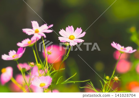漂亮的粉紅色波斯菊 漂亮的粉紅色波斯菊 141028704