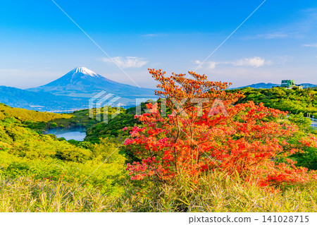 【靜岡縣】箱根源岳上盛開的杜鵑花與富士山。 【靜岡縣】箱根源岳上盛開的杜鵑花與富士山。 141028715