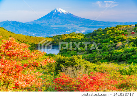【靜岡縣】箱根源岳上盛開的杜鵑花與富士山。 【靜岡縣】箱根源岳上盛開的杜鵑花與富士山。 141028717