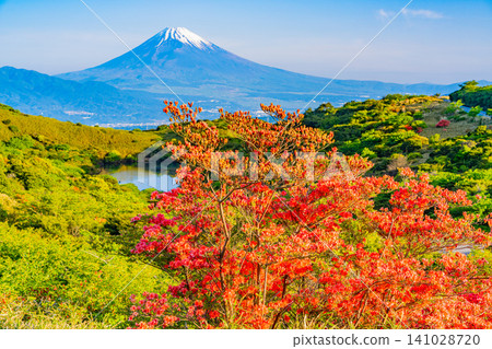 【靜岡縣】箱根源岳上盛開的杜鵑花與富士山。 【靜岡縣】箱根源岳上盛開的杜鵑花與富士山。 141028720