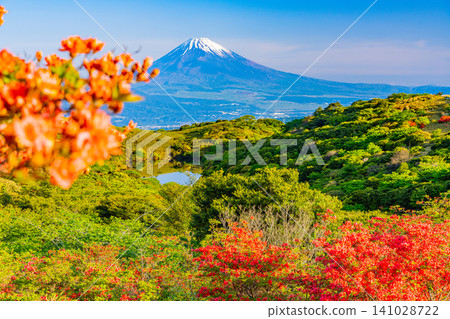 [Shizuoka Prefecture] Full-blooming mountain azaleas and Mt. Fuji on Mt. Gengake in Hakone 141028722