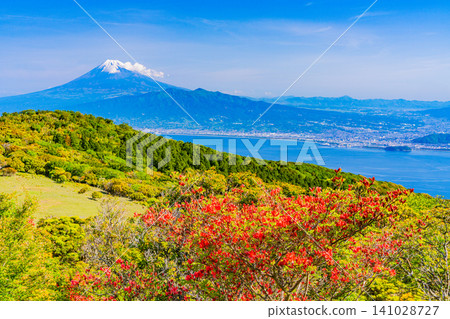 [Shizuoka Prefecture] Mountain azaleas on Mt. Kinkan in West Izu and Mt. Fuji across the sea 141028727