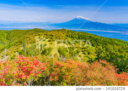【靜岡縣】西伊豆金冠山和海對岸富士山上的山地杜鵑 【靜岡縣】西伊豆金冠山和海對岸富士山上的山地杜鵑 141028729