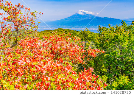 【靜岡縣】西伊豆金冠山和海對岸富士山上的山地杜鵑 【靜岡縣】西伊豆金冠山和海對岸富士山上的山地杜鵑 141028730