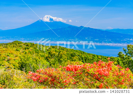 【靜岡縣】西伊豆金冠山和海對岸富士山上的山地杜鵑 【靜岡縣】西伊豆金冠山和海對岸富士山上的山地杜鵑 141028731