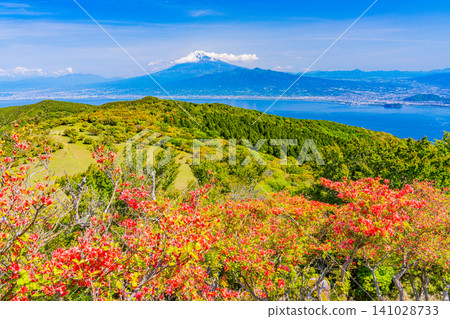 【靜岡縣】金冠山和富士山海對岸的杜鵑花 【靜岡縣】金冠山和富士山海對岸的杜鵑花 141028733