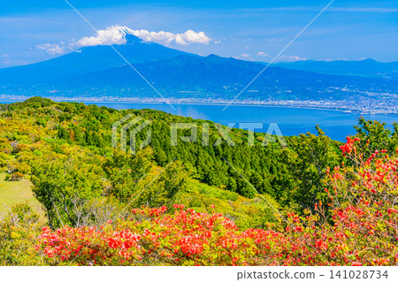 【靜岡縣】西伊豆金冠山和海對岸富士山上的山地杜鵑 【靜岡縣】西伊豆金冠山和海對岸富士山上的山地杜鵑 141028734