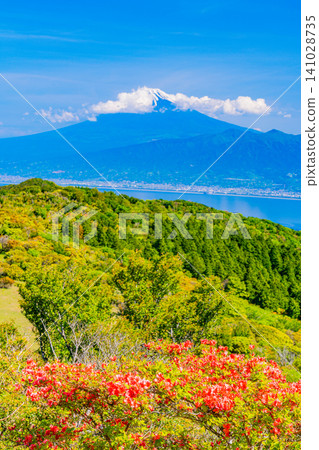 【靜岡縣】西伊豆金冠山和海對岸富士山上的山地杜鵑 【靜岡縣】西伊豆金冠山和海對岸富士山上的山地杜鵑 141028735