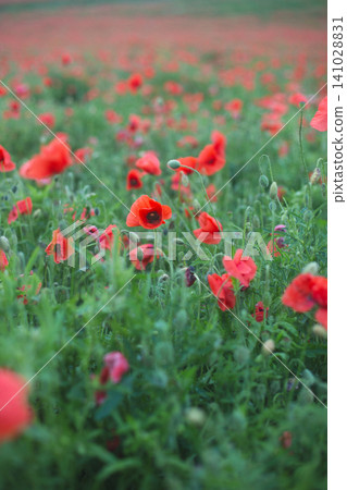 Abundant field of wild red poppies Abundant field of wild red poppies 141028831