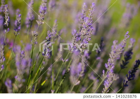 close up of beautiful purple lavender flowers in sunlight close up of beautiful purple lavender flowers in sunlight 141028876