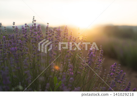 Lavender field glowing in the golden rays of sunset Lavender field glowing in the golden rays of sunset 141029218