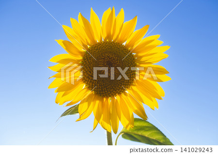 Single sunflower head against a clear blue sky Single sunflower head against a clear blue sky 141029243