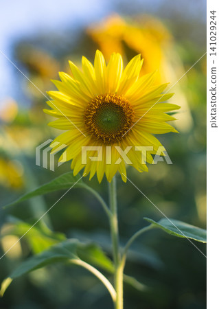 Single sunflower head against a clear blue sky Single sunflower head against a clear blue sky 141029244