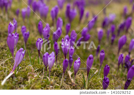 close up of beautiful crocus flowers on the field 141029252