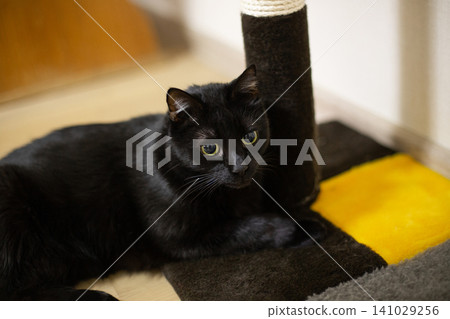 beautiful domestic fluffy black cat in the house with his toys beautiful domestic fluffy black cat in the house with his toys 141029256