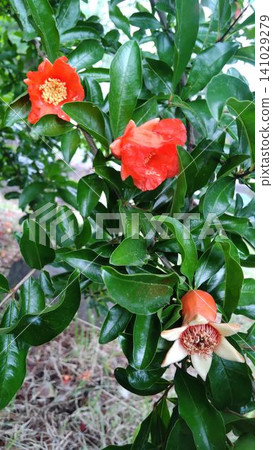 Young pomegranate fruits and orange flowers that ripen in early summer Young pomegranate fruits and orange flowers that ripen in early summer 141029279